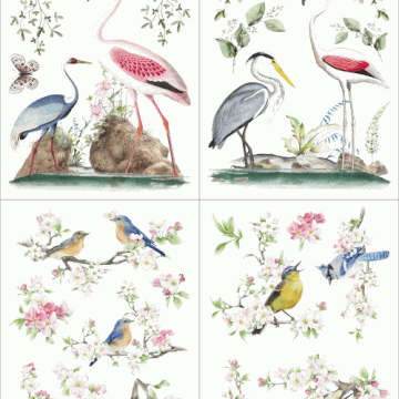 Hokus Pokus Transfer - Birds of Paradise
